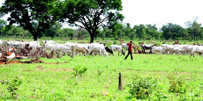 NIGER STATE GOVERNMENT COMMITTED TO ACTUALISING BOBI GRAZING RESERVE