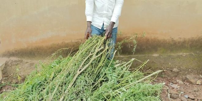 FCT POLICE DISCOVERS SUSPECTED INDIAN HEMP FARM, ARREST PLANTER.