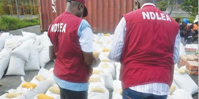 NDLEA Uncovers Snake-Guarded Shrine Storing Illicit Drugs in Edo State