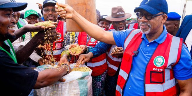 Ogun Joins Rice-Producing States as Abiodun Flags Off Harvest of 200-Hectare Plantation